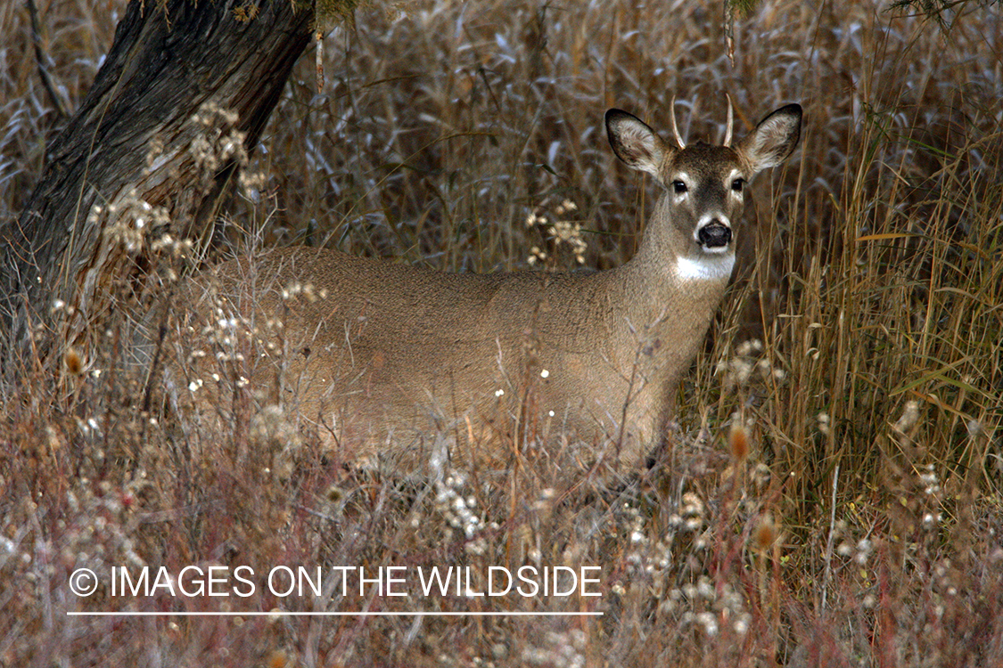 Young Whitetail Buck