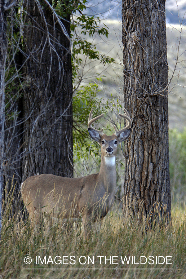 Whitetail Buck in velvet