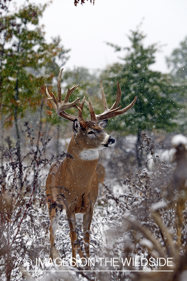 Whitetail buck in habitat