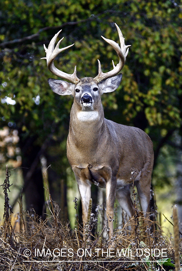 Whitetail buck in habitat