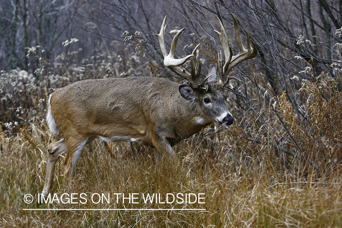 Whitetail buck in habitat