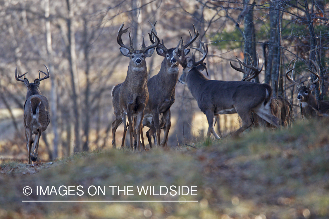 Whitetail bucks in habitat.