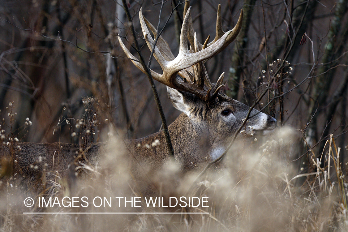 Whitetail buck in habitat.