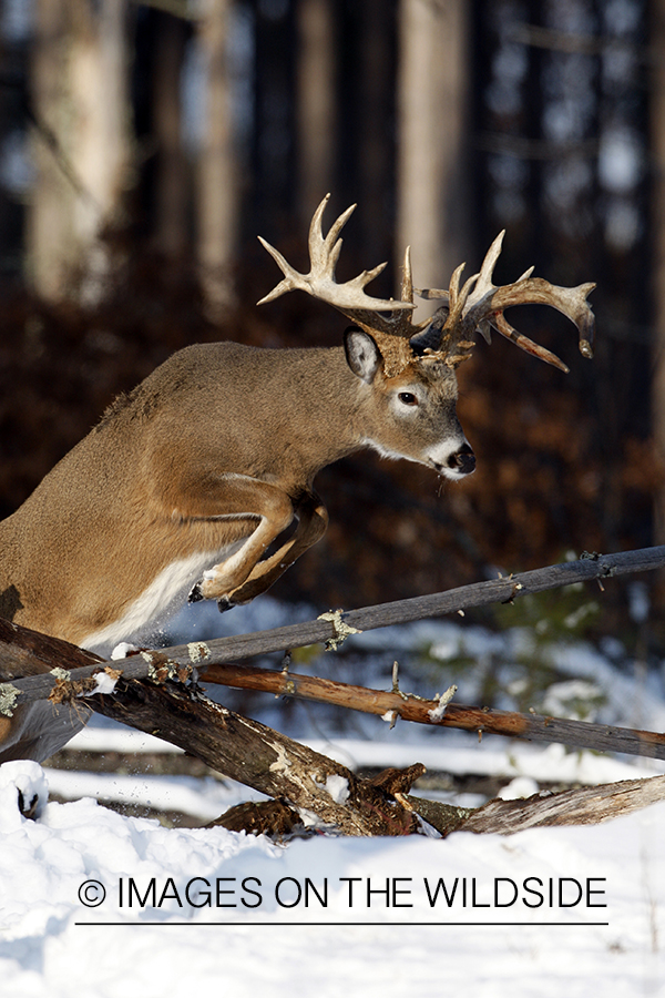 White-tailed buck in habitat.