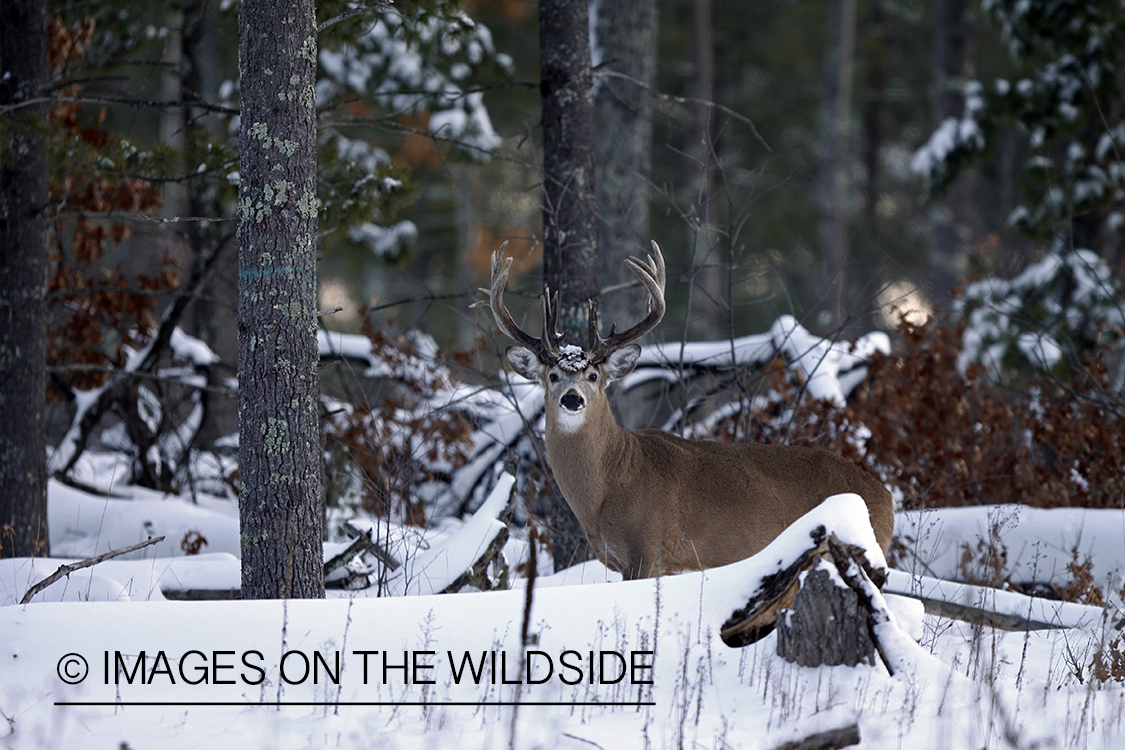 White-tailed buck in habitat.