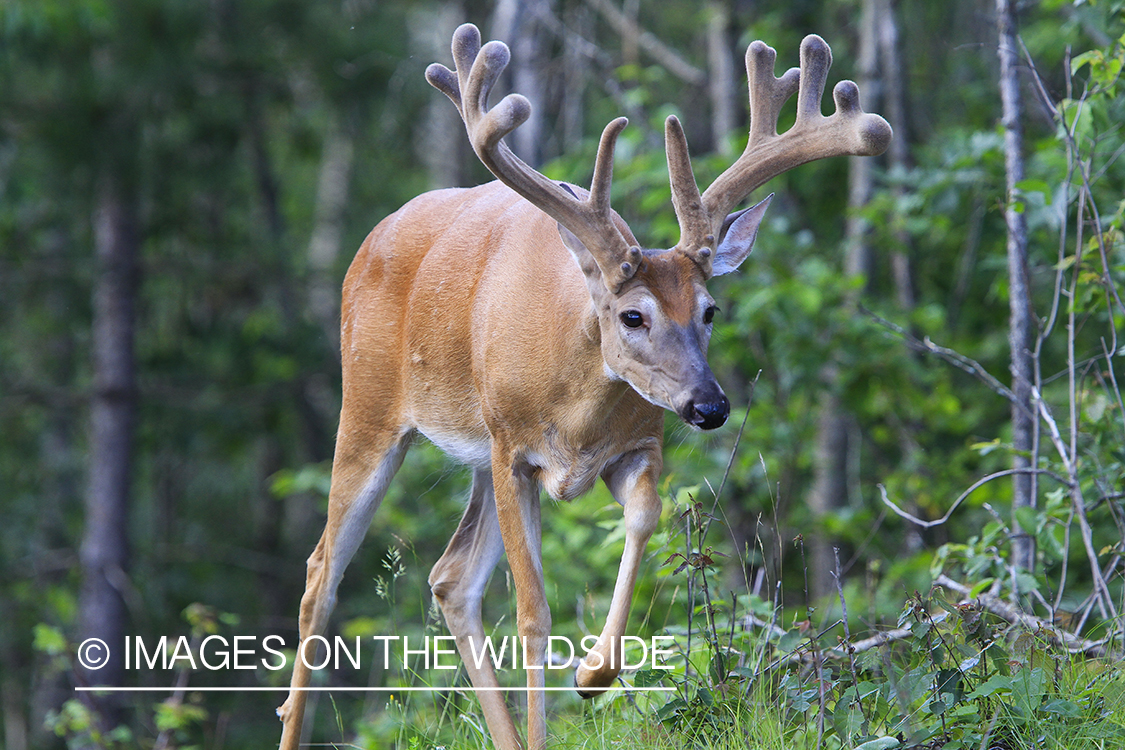 Summer Deer in Velvet