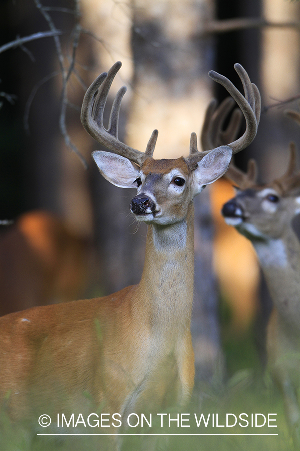 White-tailed deer in velvet