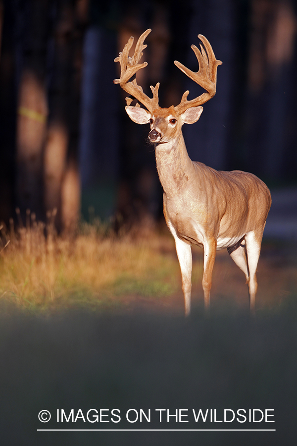 White-tailed buck in velvet 