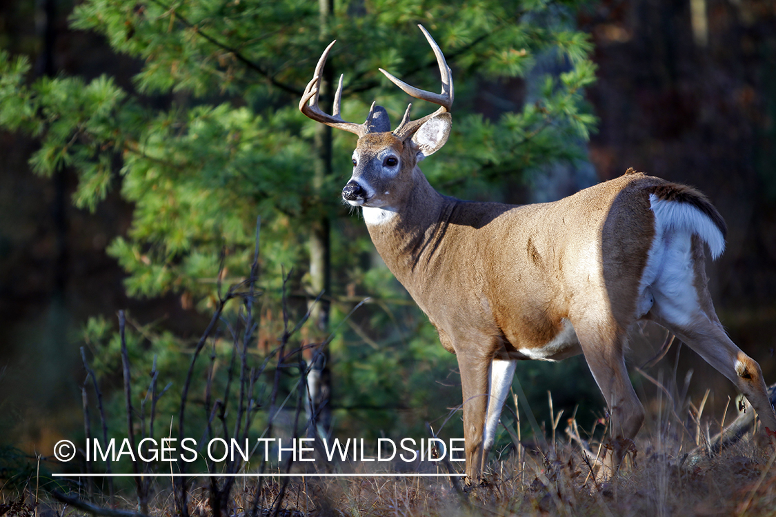 White-tailed buck in habitat. *