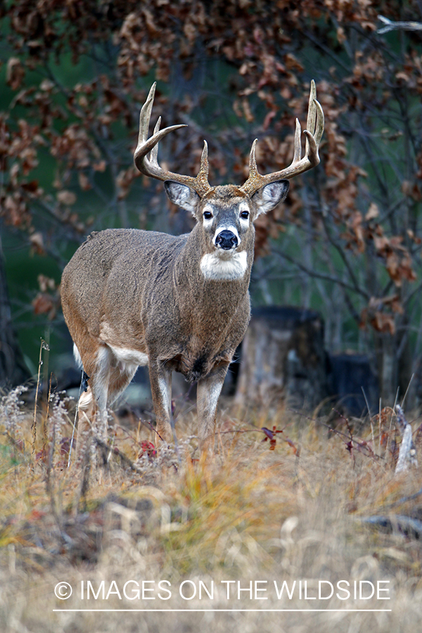 White-tailed buck in habitat. *