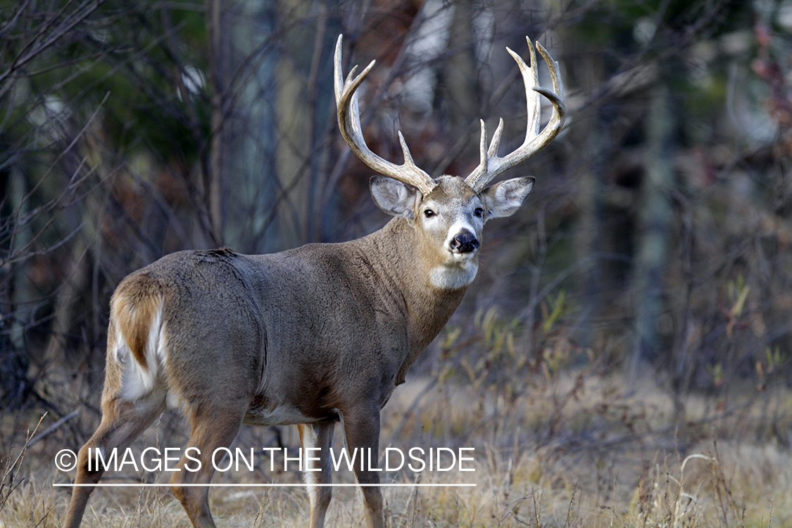 White-tailed buck in habitat. *