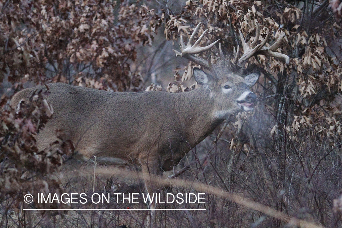 White-tailed buck in habitat.