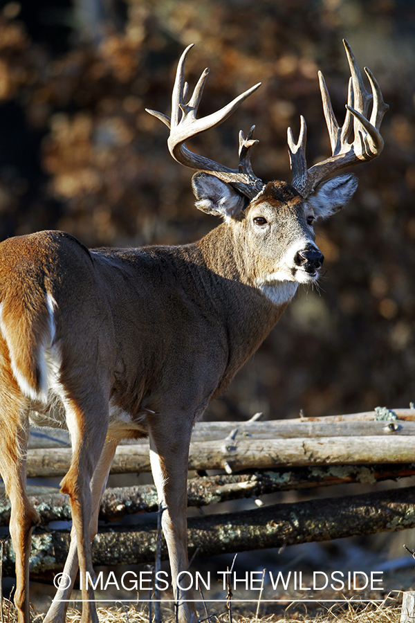 White-tailed buck in habitat. *