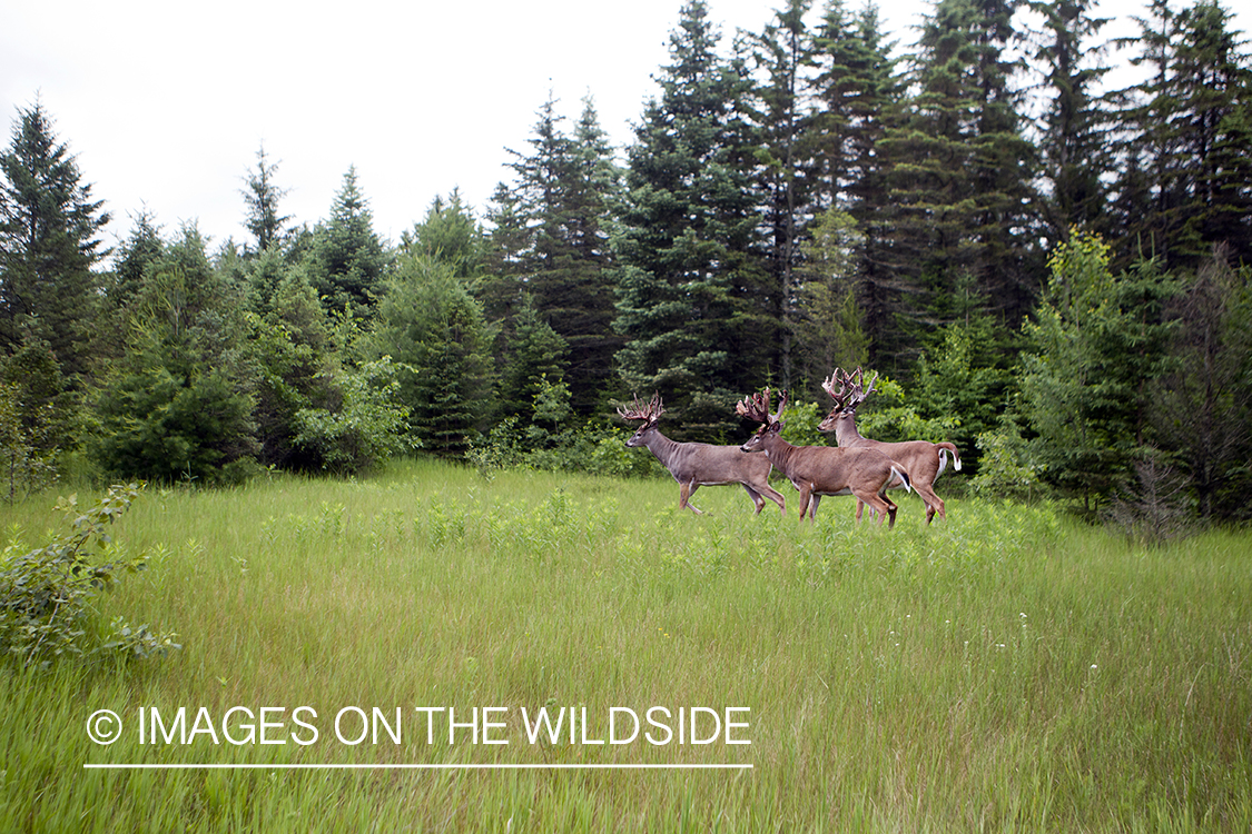 White-tailed bucks in habitat. 