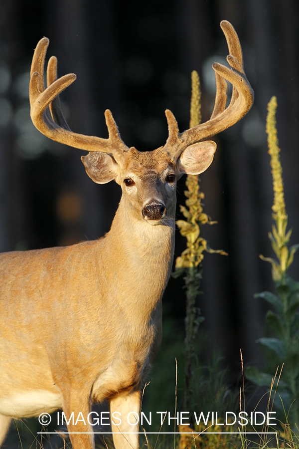 White-tailed buck in velvet.  