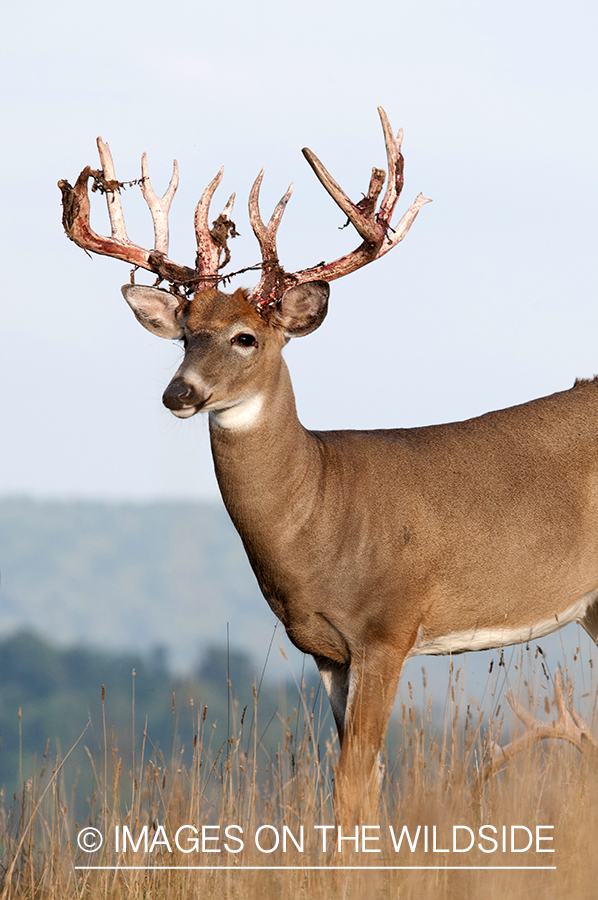 White-tailed buck shedding velvet. 