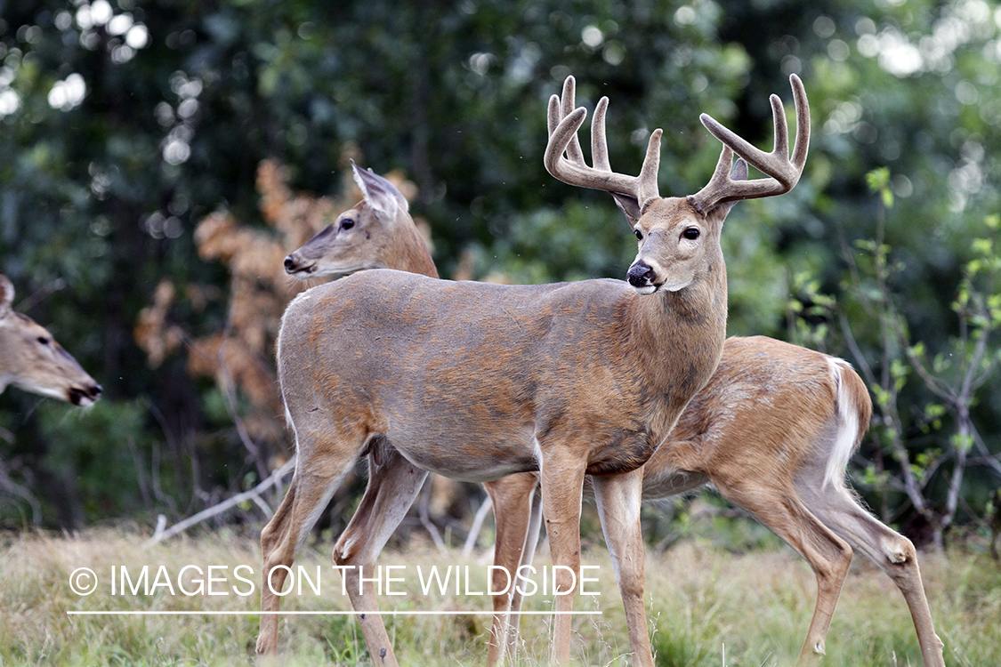 White-tailed buck in velvet.  