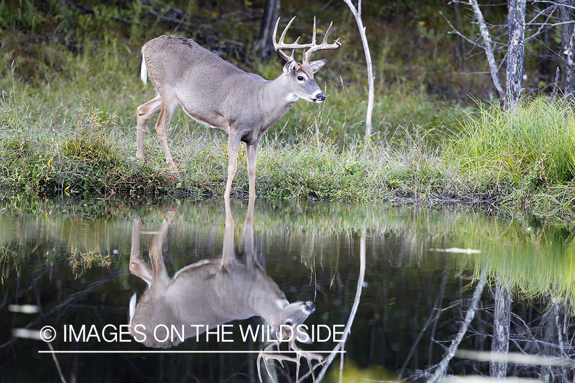 White-tailed buck standing in creek. 