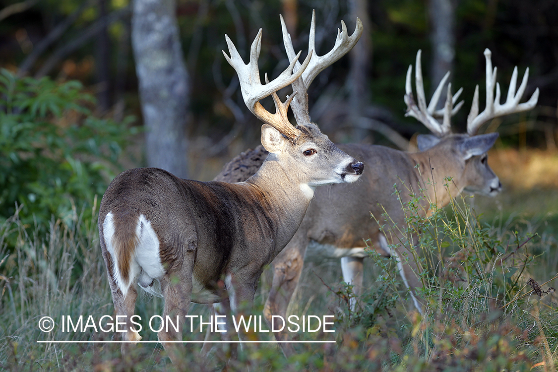 White-tailed bucks in habitat. 