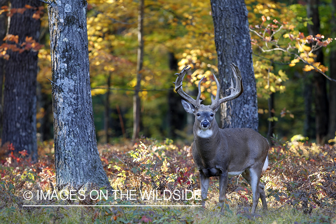 White-tailed buck in habitat. 