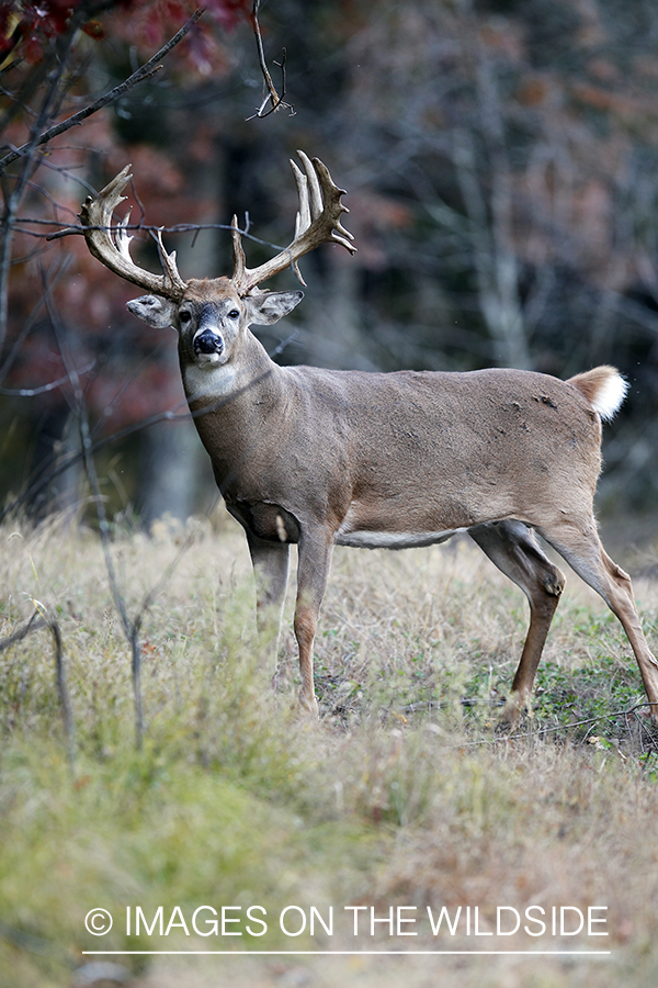 White-tailed buck in habitat.  