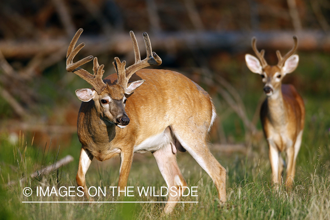 White-tailed bucks in velvet.