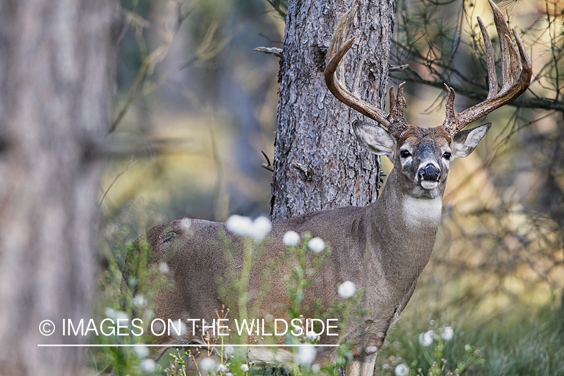 White-tailed buck in habitat.