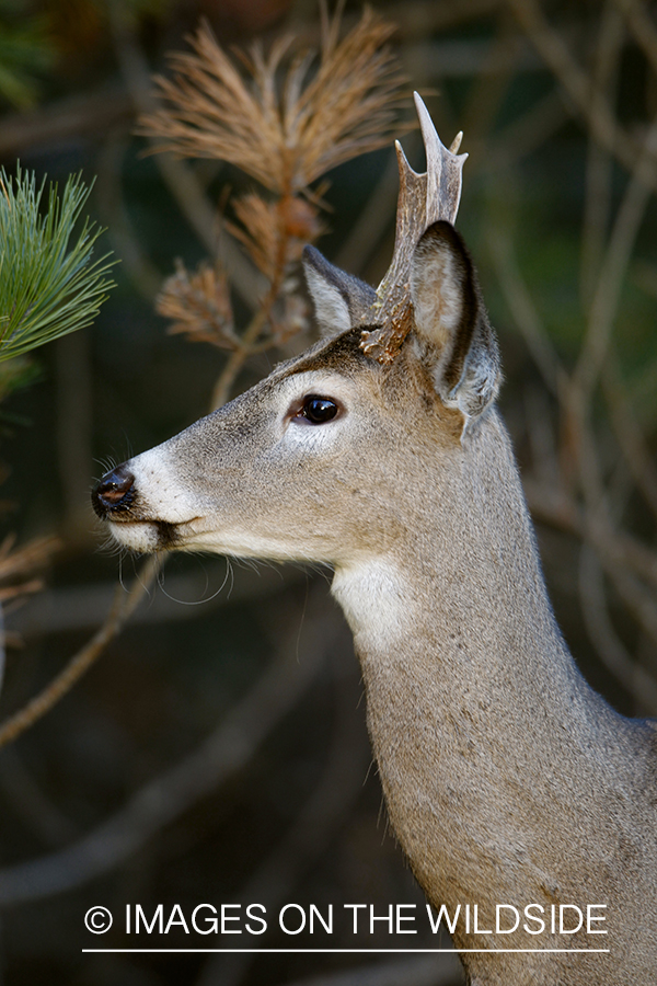 White-tailed buck in habitat.