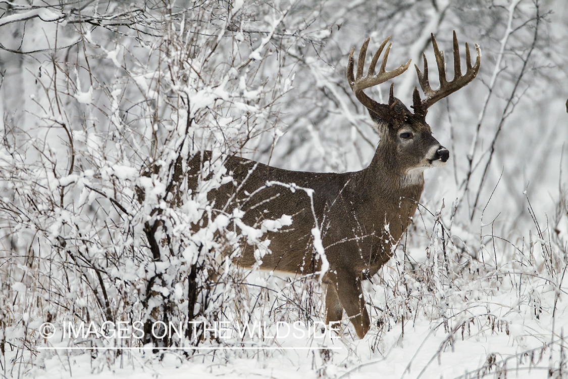 White-tailed buck in winter habitat.