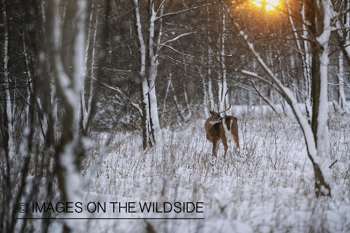 White-tailed buck rubbing tree.