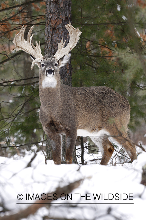 White-tailed buck in habitat.