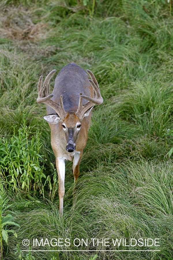 View of white-tailed buck from tree stand. 