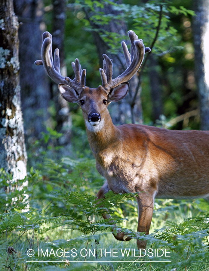 White-tailed buck in habitat.