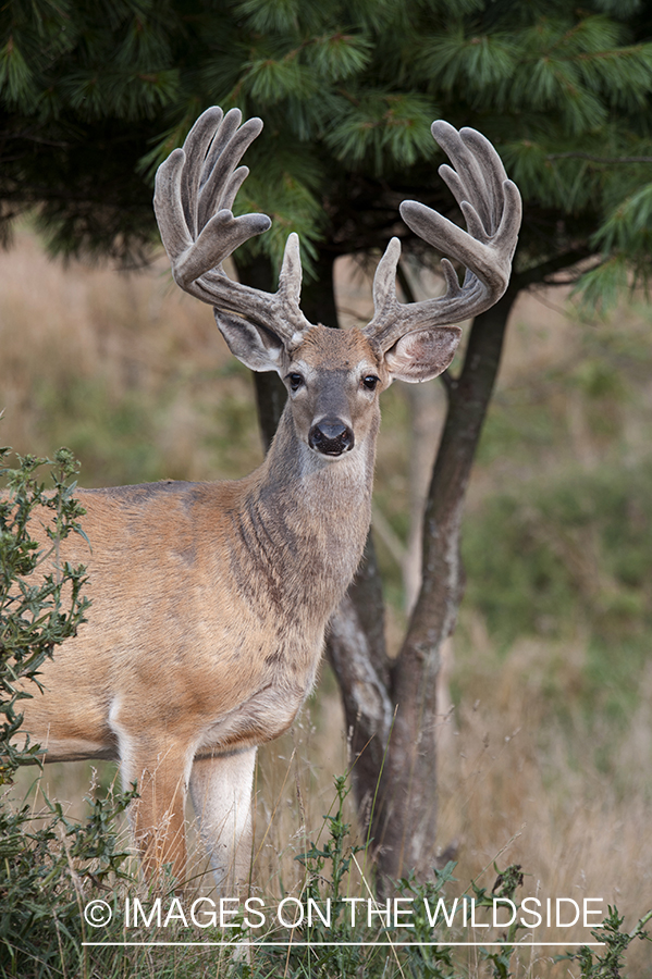 White-tailed buck in velvet.