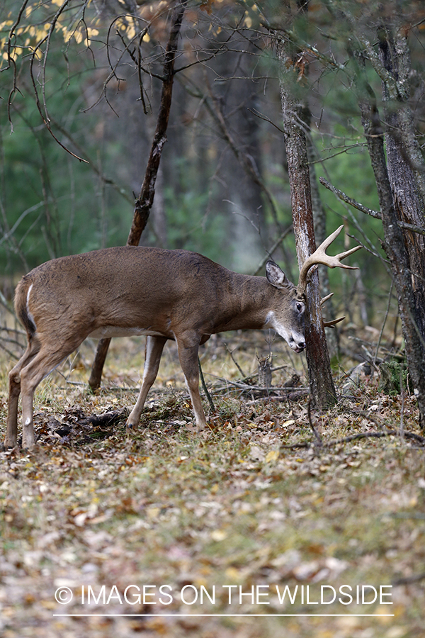 White-tailed buck rubbing antlers on tree.