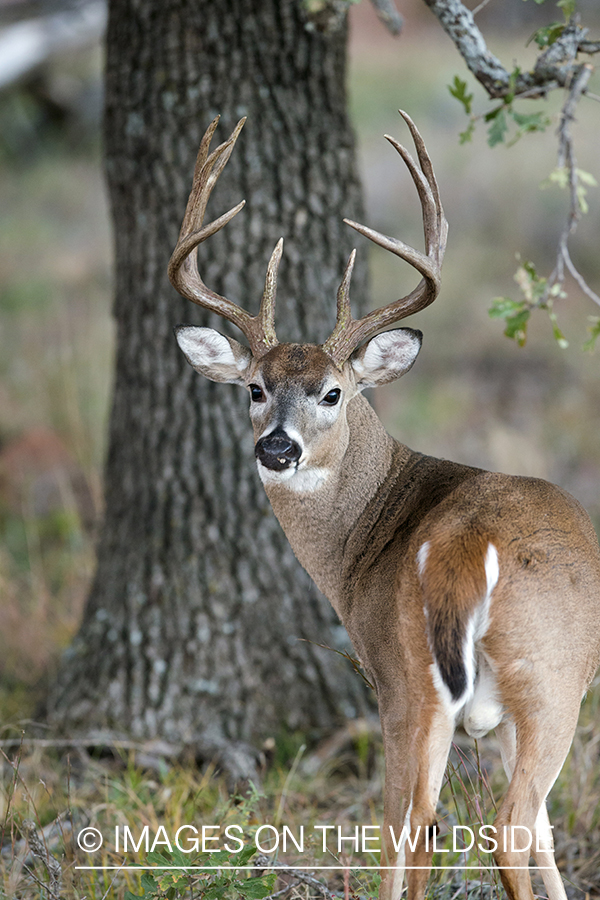 White-tailed buck in habitat.