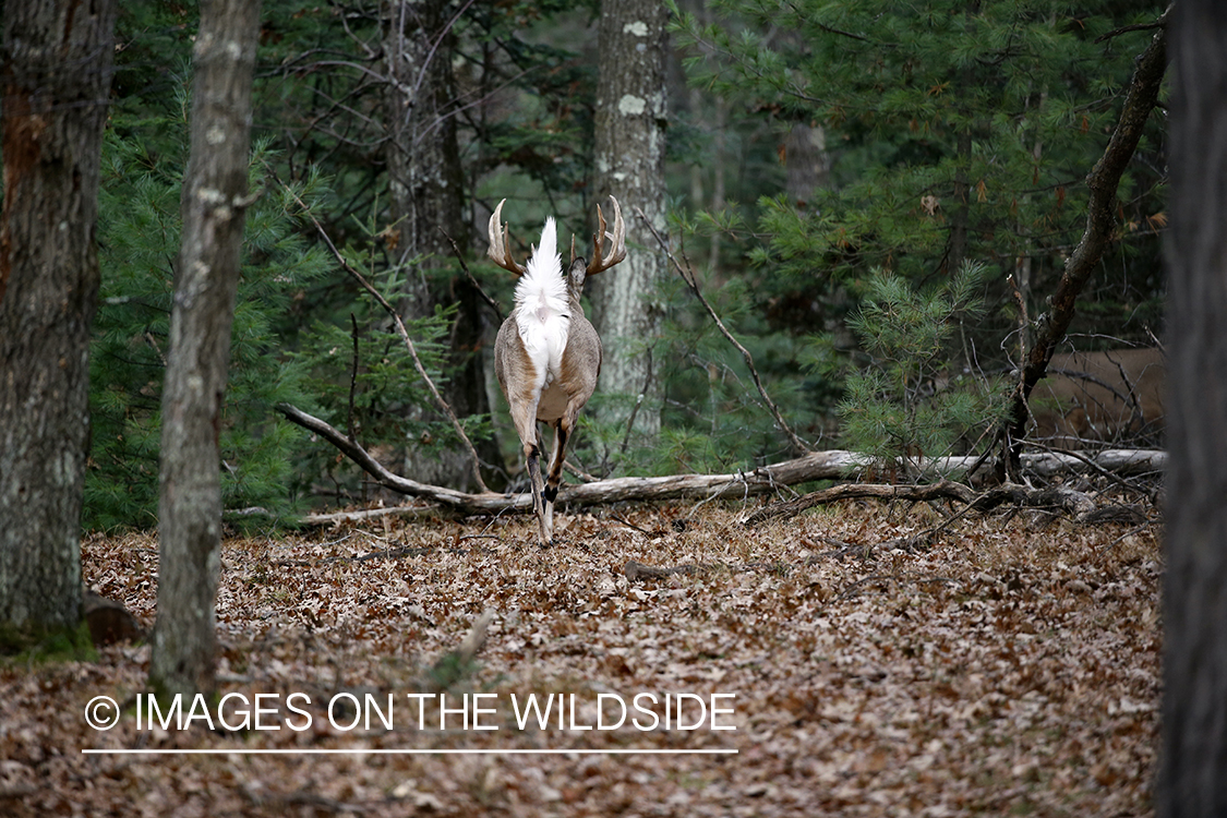 White-tailed buck fleeing.