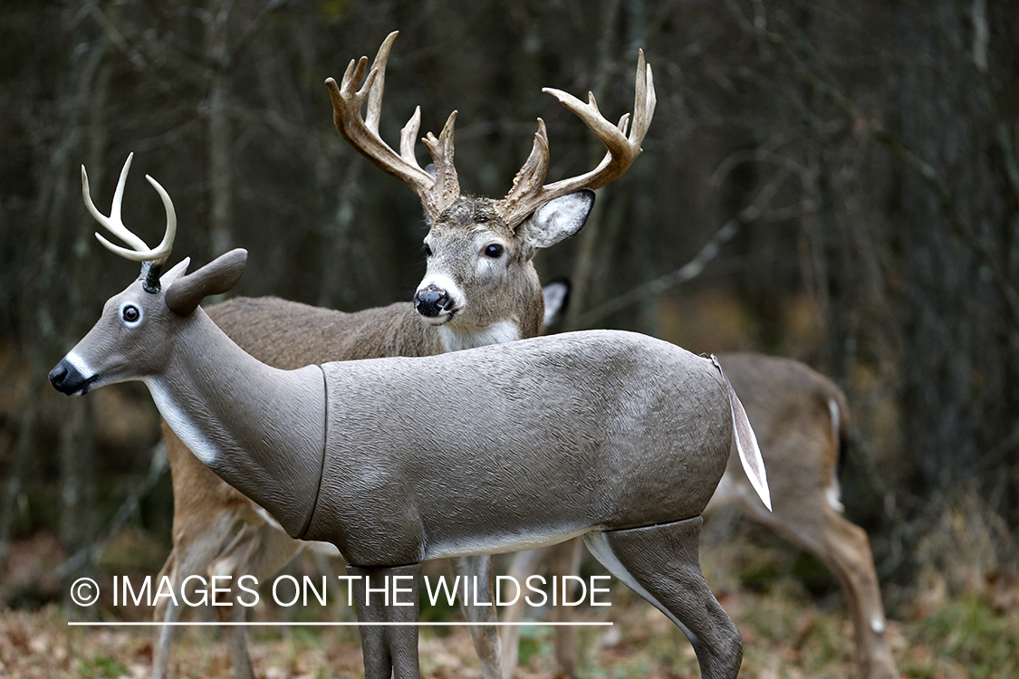 White-tailed buck approaching decoy. 