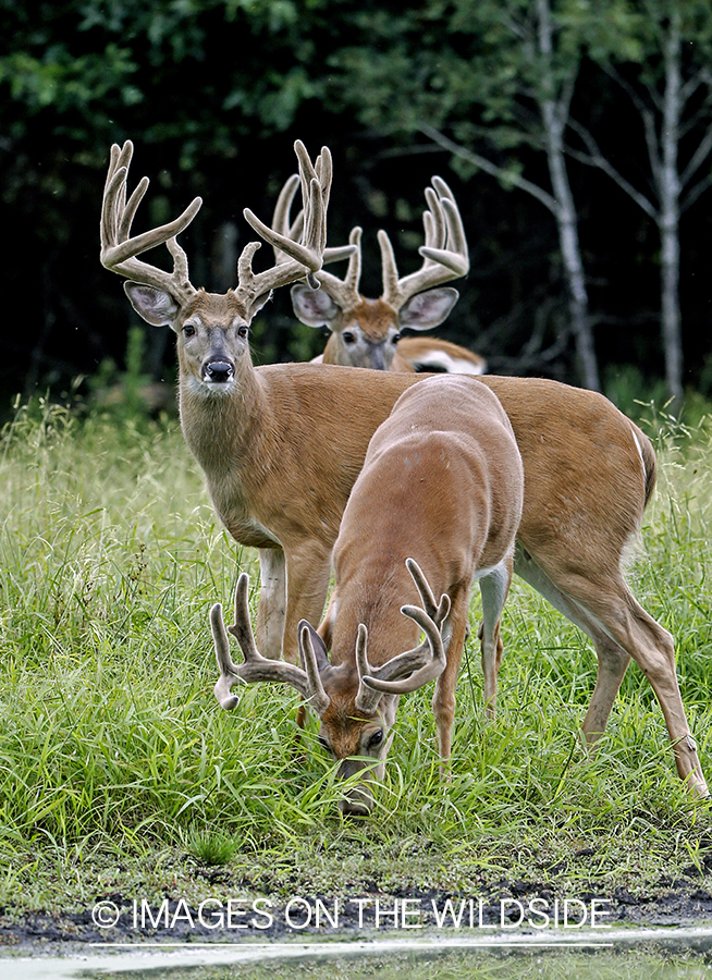 White-tailed Bucks in Velvet by spring.