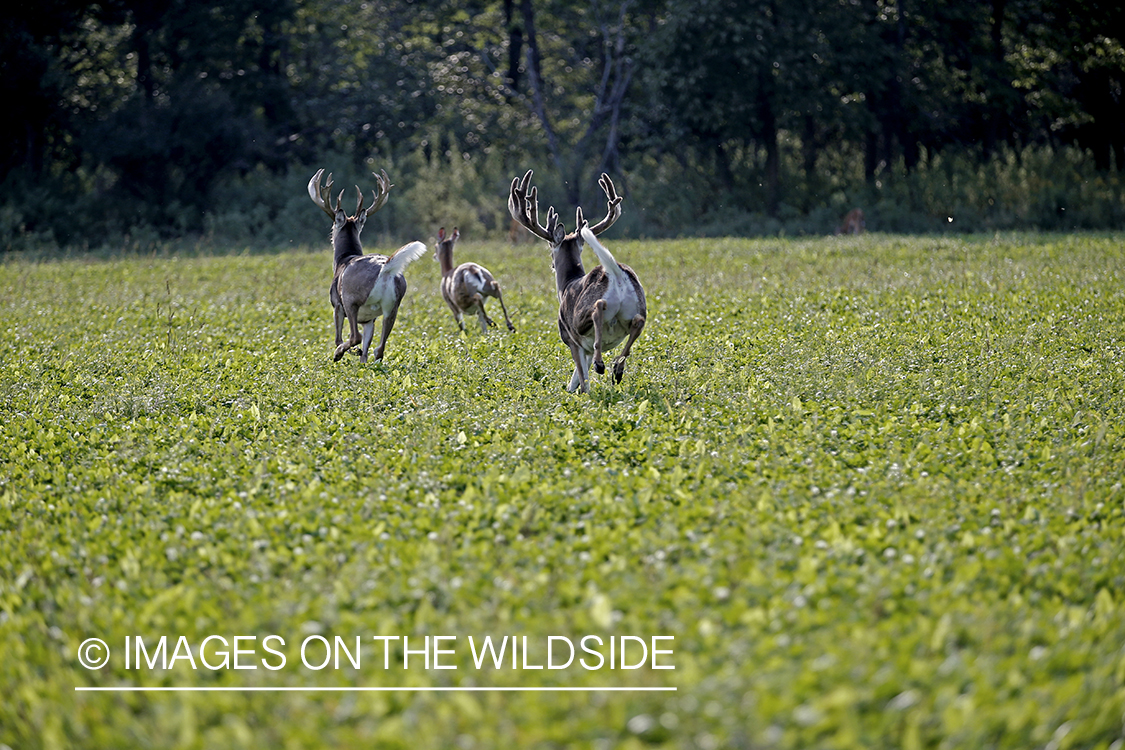 White-tailed bucks in Velvet in food plot.