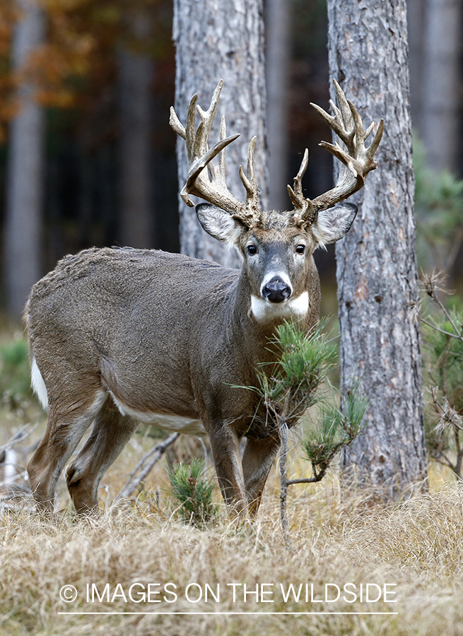 White-tailed buck in woods.