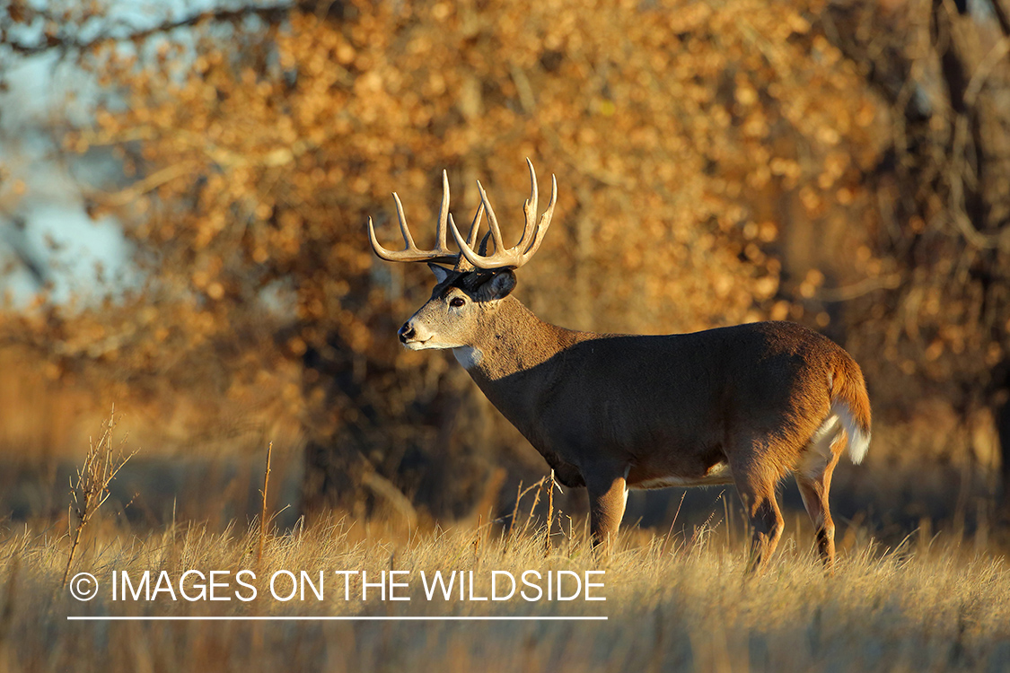 White-tailed buck in fall field.