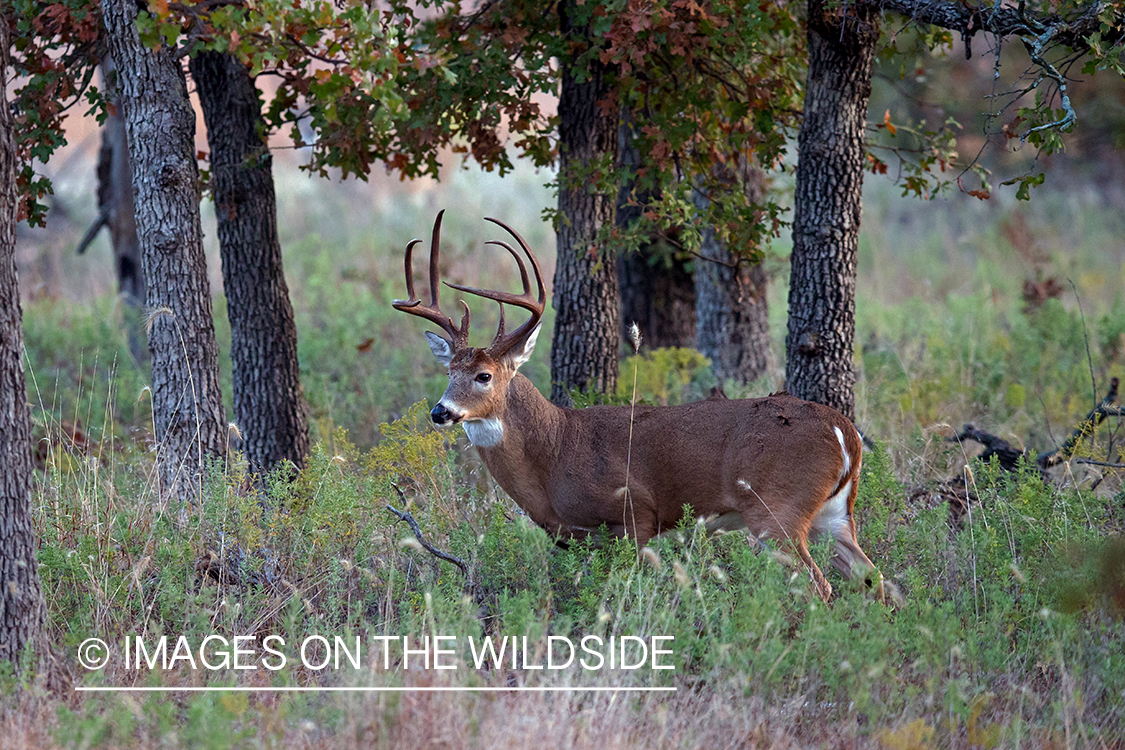 White-tailed buck in habitat.