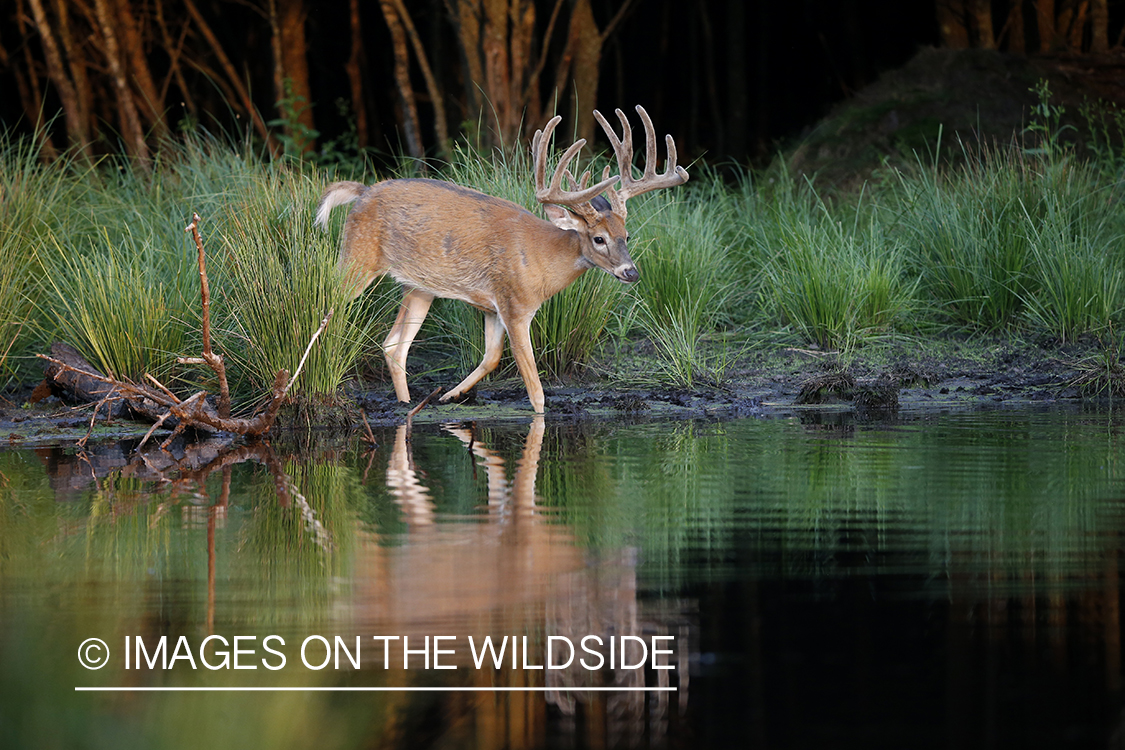 White-tailed buck in velvet next to water.