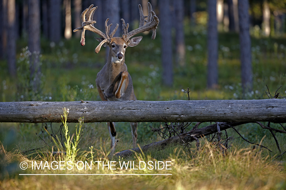 White-tailed buck in velvet in field.