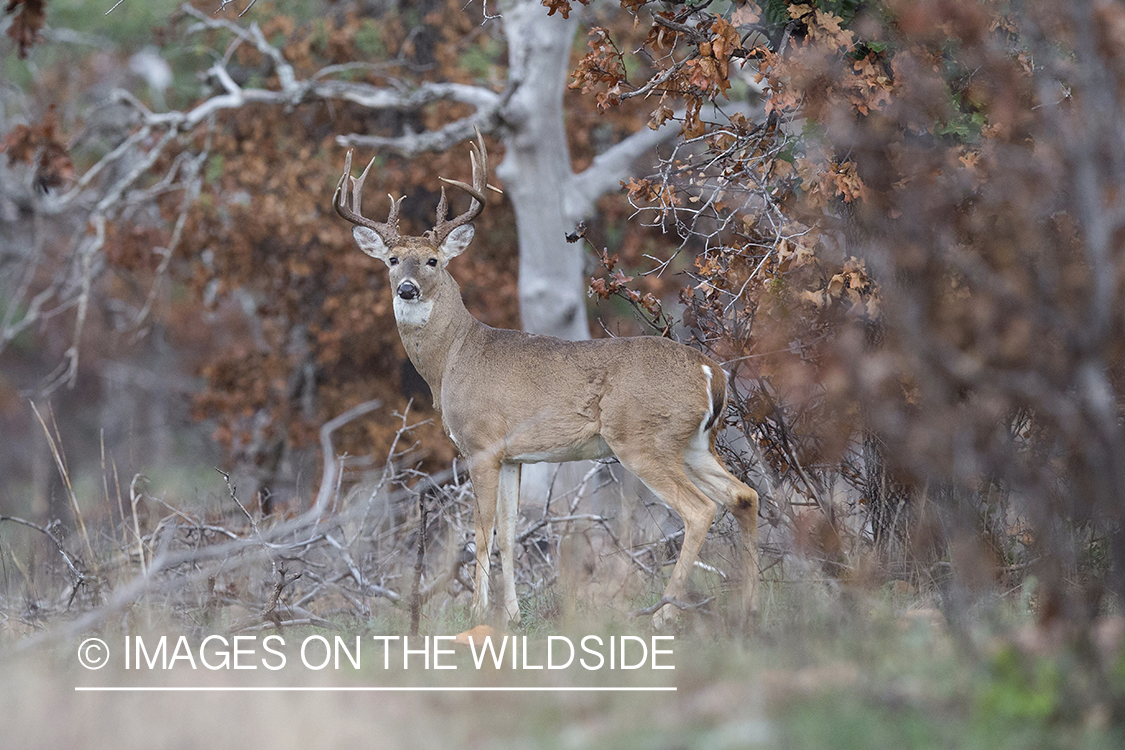 White-tailed buck in field.