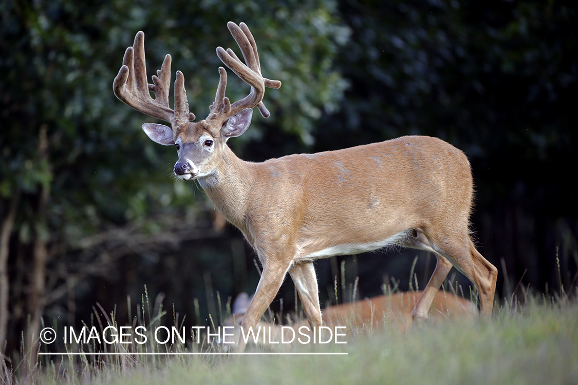 White-tailed buck in field.