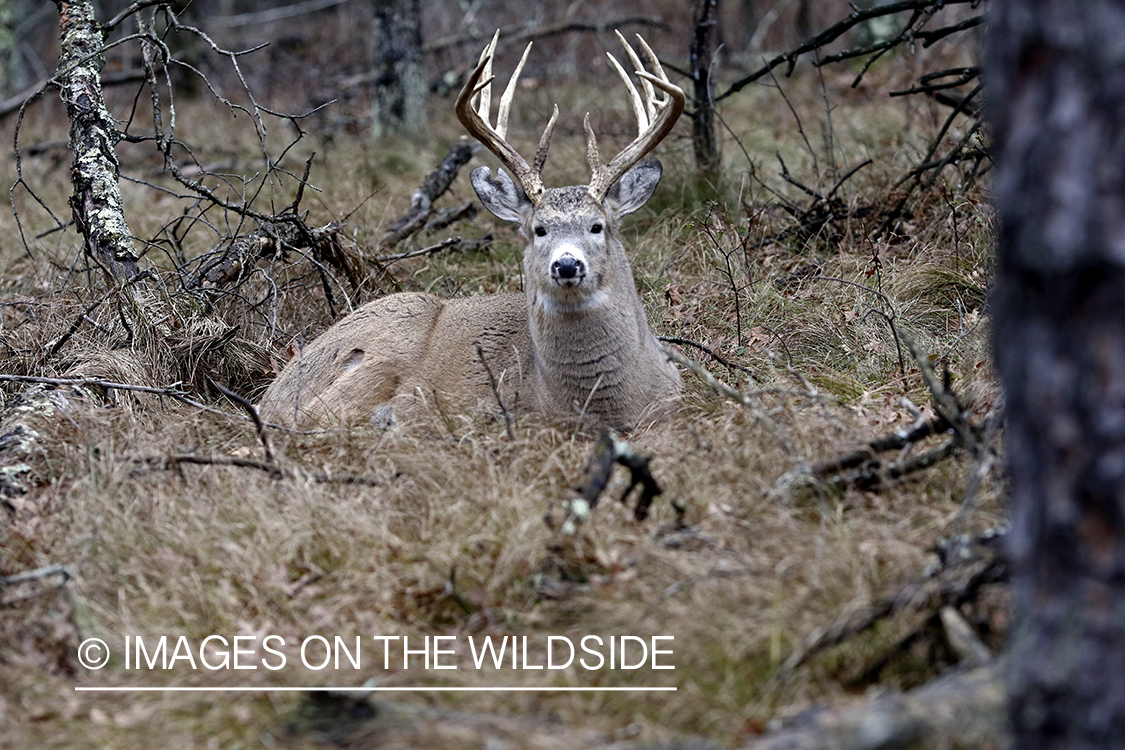 White-tailed buck in field.