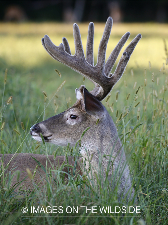 White-tailed buck in Velvet.