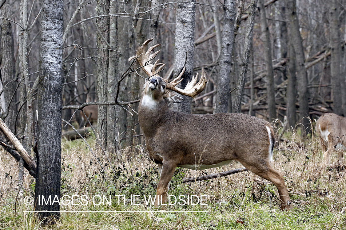 White-tailed buck making scrape.